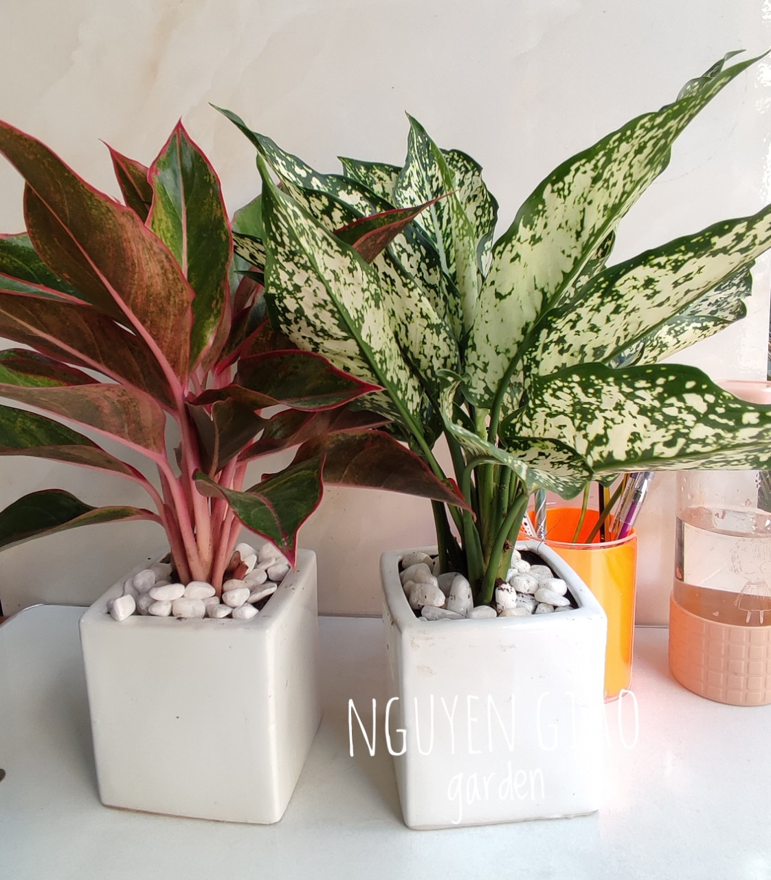 Ngọc Ngân Phú Quý Chậu Sứ Vuông