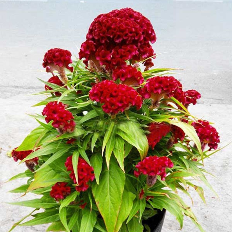 Hạt Hoa Mồng Gà Búa Màu Đỏ - Gói 0,1 Gram