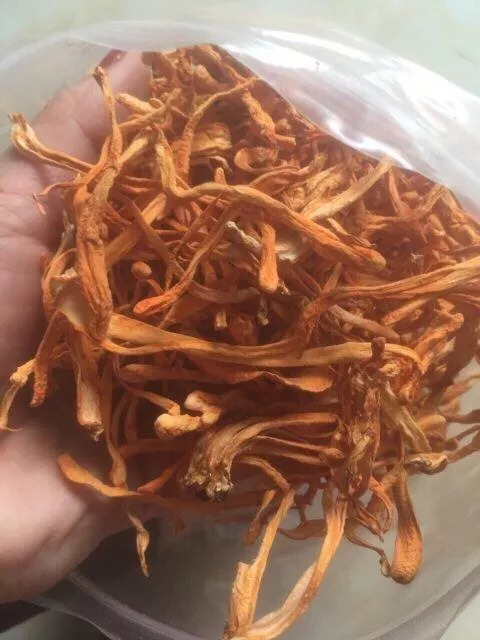 HCM - Đông TRùng Hạ Thảo 100gr sấy khô