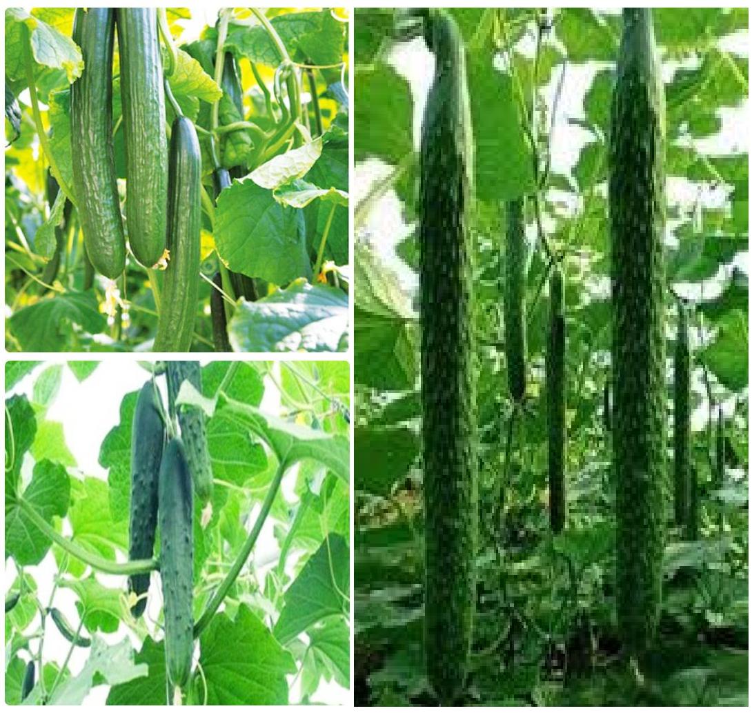 Hạt giống dưa chuột Nhật Bản F1