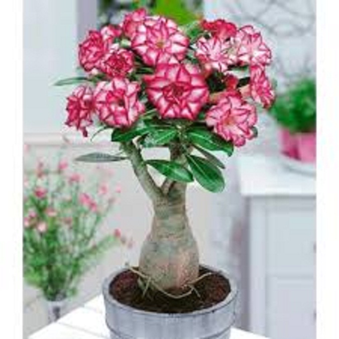 Cây Hoa sứ thái kép nhiều màu
