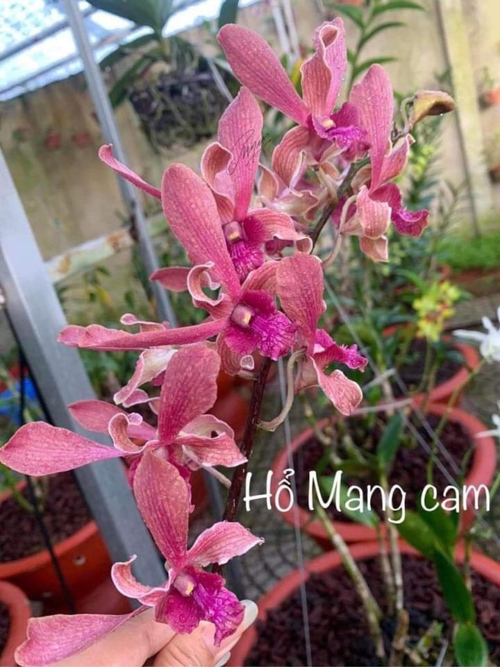 Hoa lan denro hổ mang cam