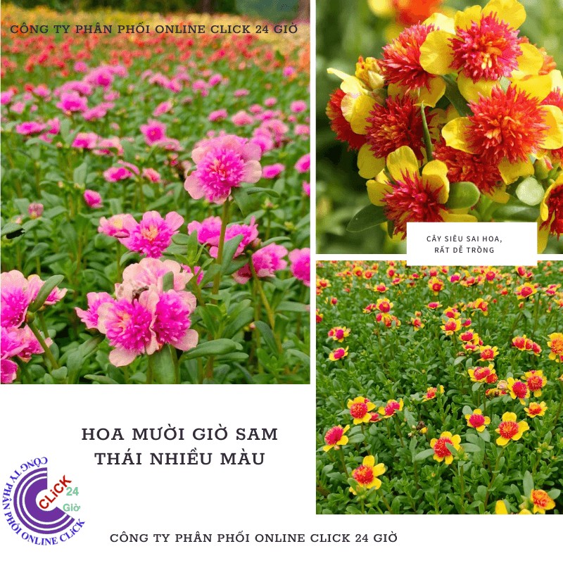 Hoa sam kép cành giống hoa mười giờ sam thái kép nhiều màu đẹp tuyệt 0817774747