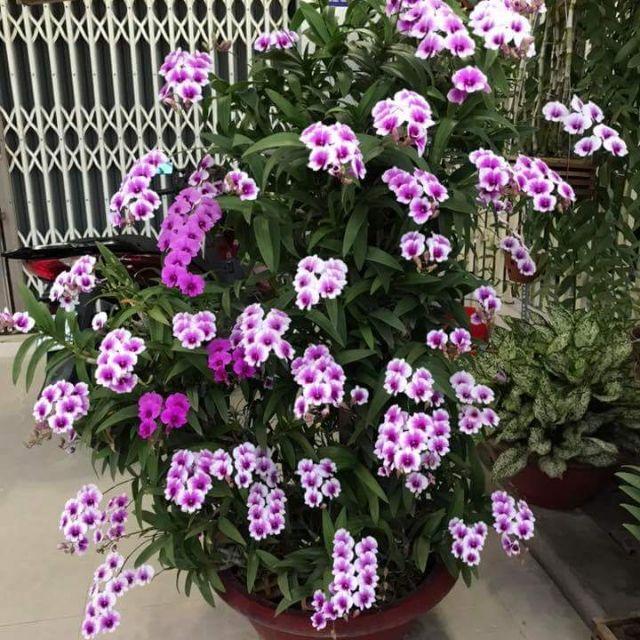 hoa lan denro thái lan yaya mini chậu size TO