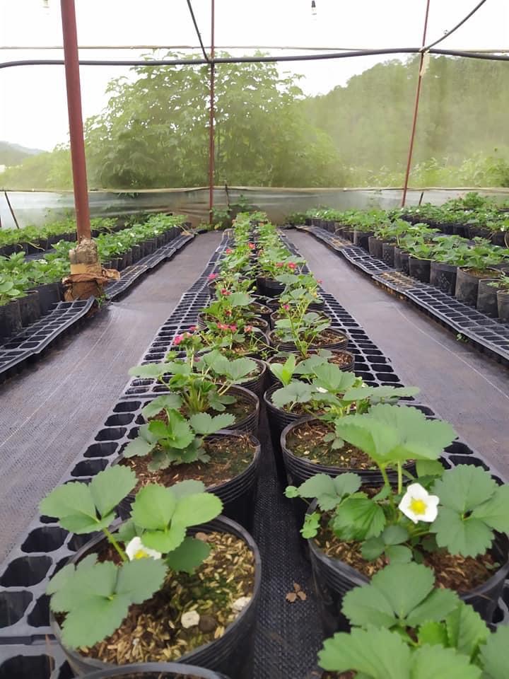 Phân bón cây dâu tây giai đoạn ra quả