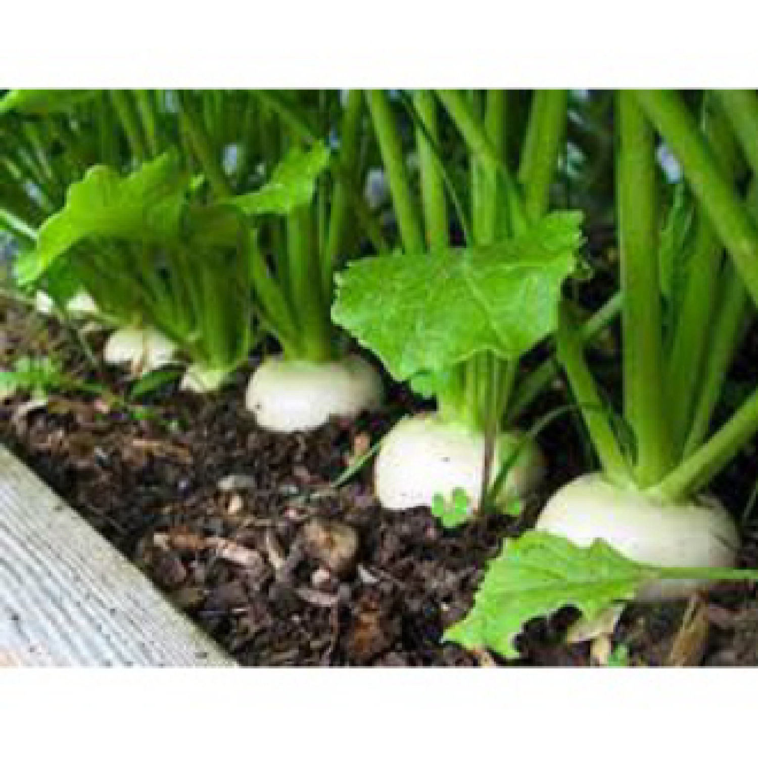Hạt giống Củ Cải Trắng, gói 50 gram