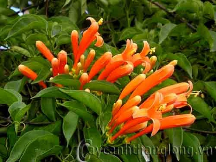 CHẬU CÂY GIỐNG HOA CHÙM ỚT( HOA RẠNG ĐÔNG)