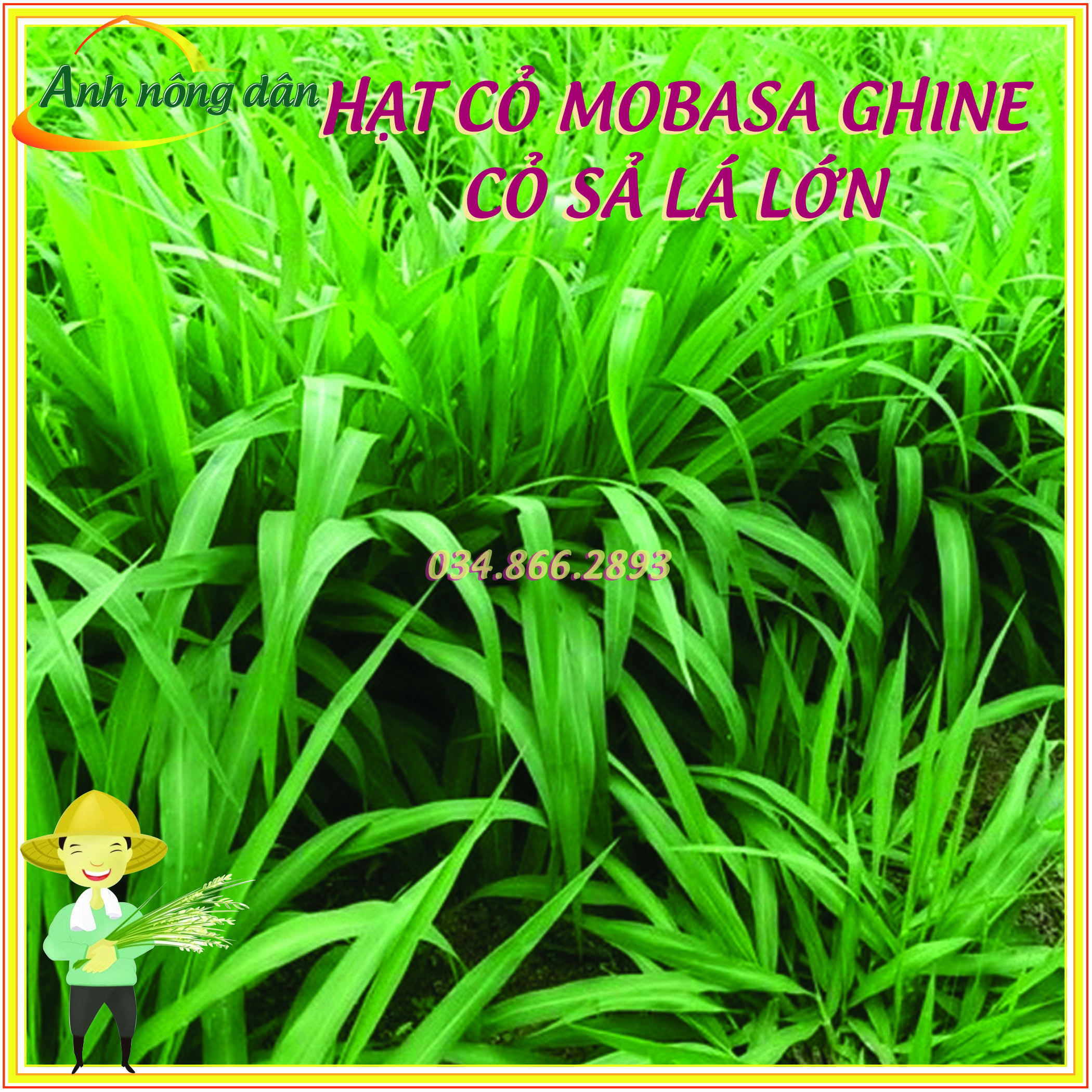 Hạt giống cỏ sả lá lớn mobasa ghine - gói 100g - cỏ siêu dinh dưỡng cho bò, dê, cừu, thỏ...