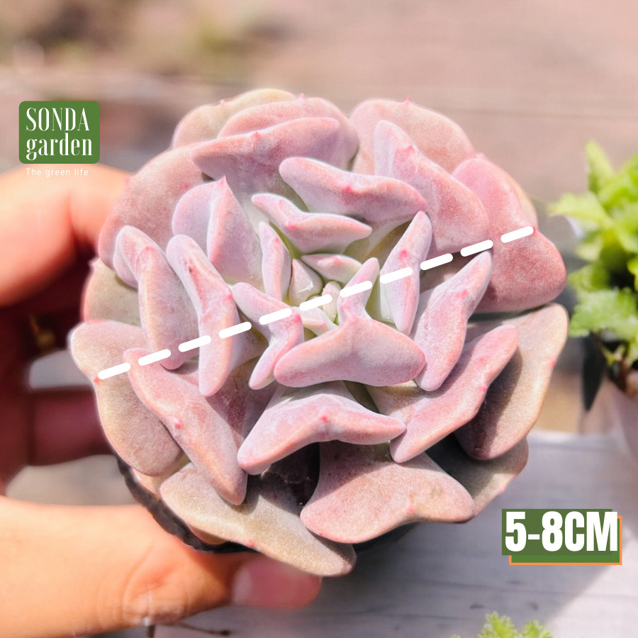 SEN ĐÁ CÚC TÍM SIZE BÉ SIÊU KHOẺ ĐẸP LỖI 1 ĐỔI 1