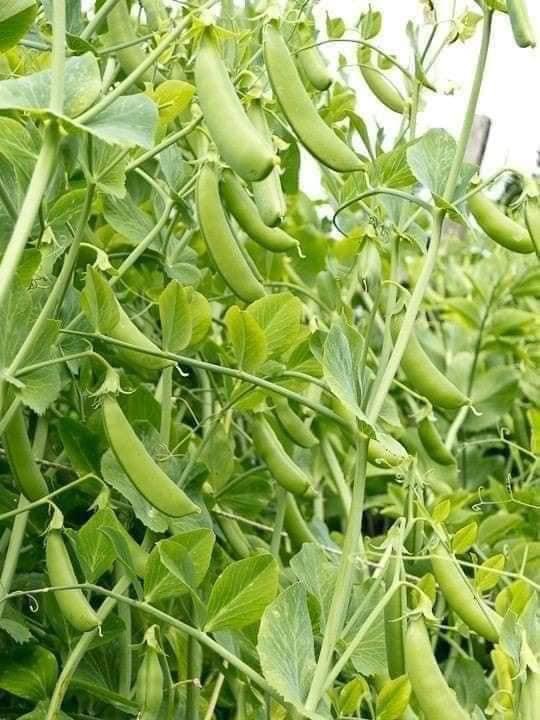 10gHạt giống Đậu Hà Lan ( vừa ăn ngọn vừa ăn quả )
