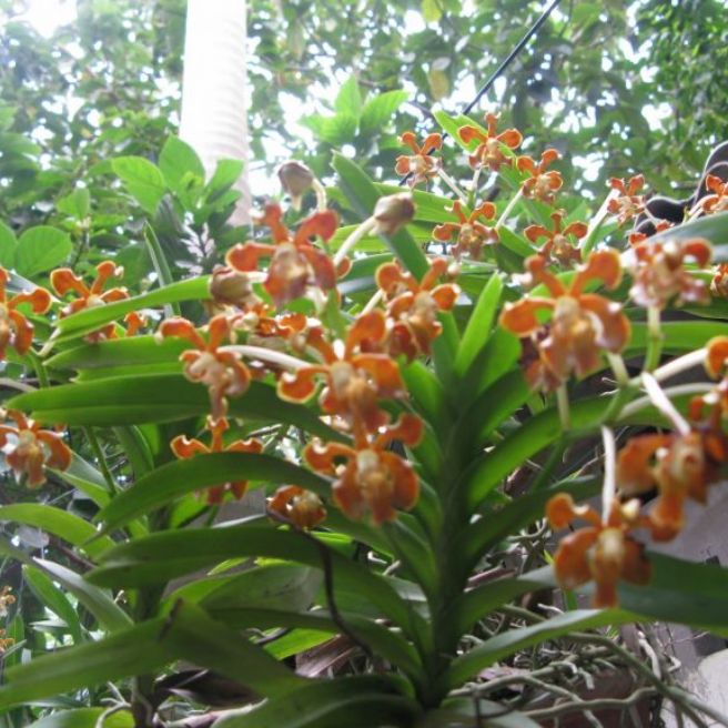 Lan Vanda thơm 1 cây