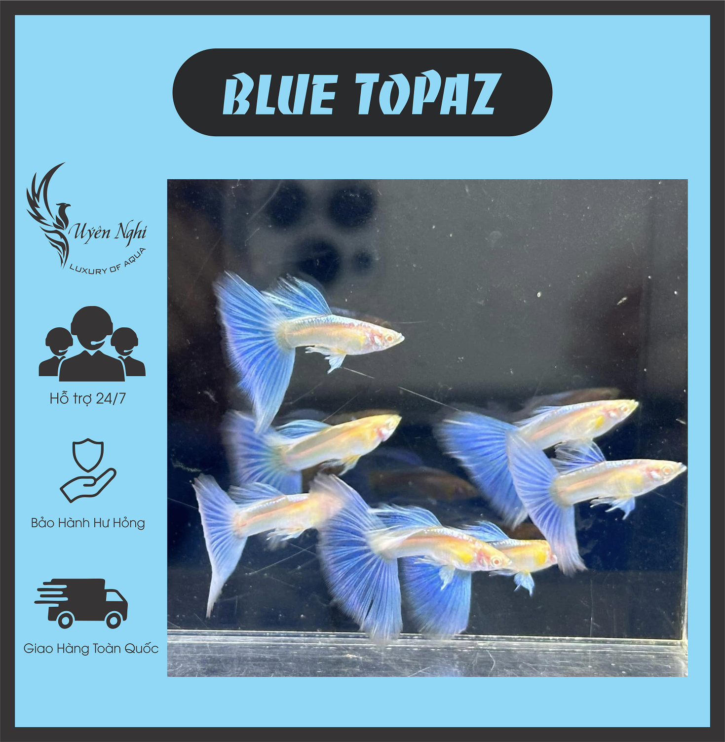 [Mua 5 tặng 1] Blue topaz guppy thủy sinh ( tặng thức ăn ) + rong trúc