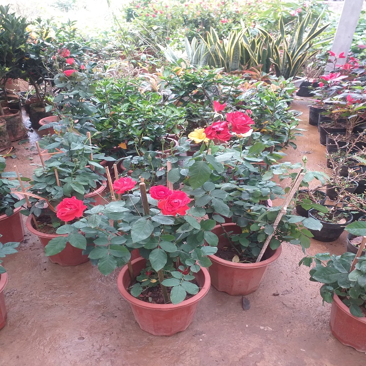 CHẬU HOA HỒNG TỐ NỮ, CÂY ĐANG NỤ