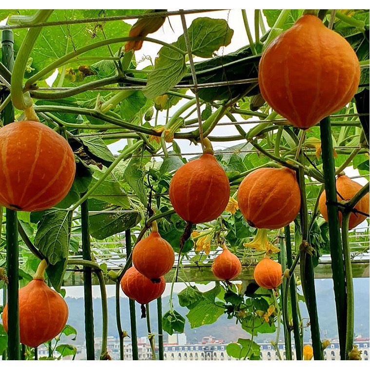 "gói 10 hạt " hạt giống bí ngô mặt trời