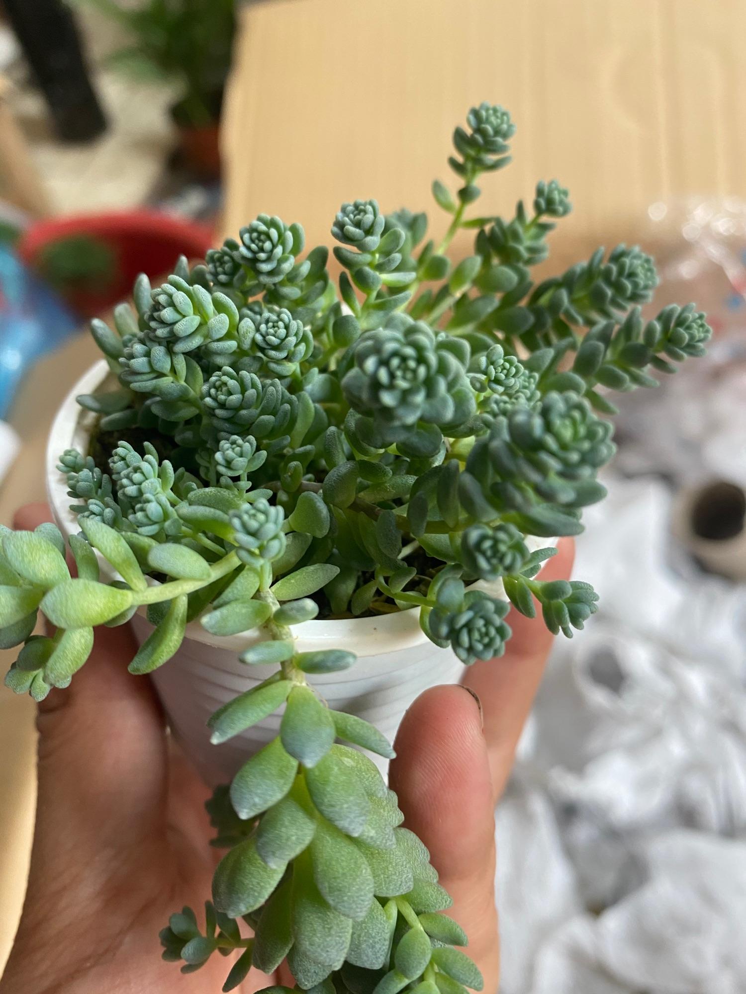 SEN ĐÁ SEDUM HOA HỒNG - Nhỏ