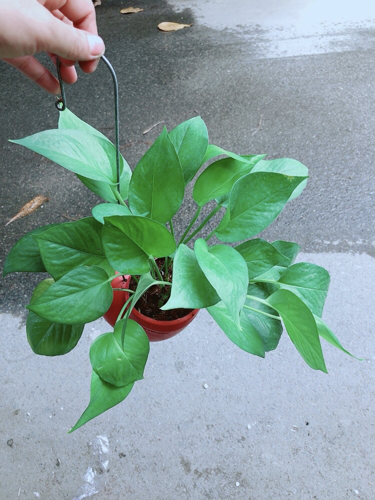 Trầu Bà Thái
