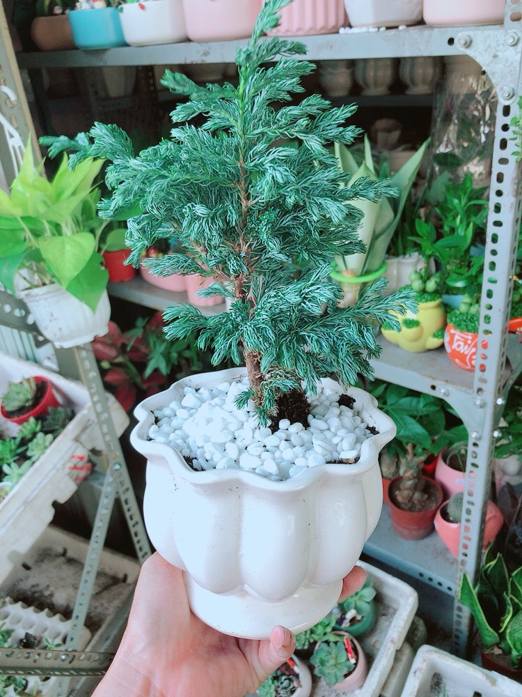 Tuyết Tùng Hay Tùng Bạc