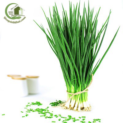 [HCM]Hạt giống hành hương - hành lá