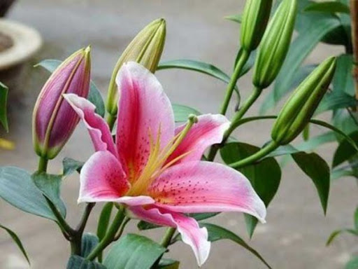 Củ giống hoa ly lùn đủ màu