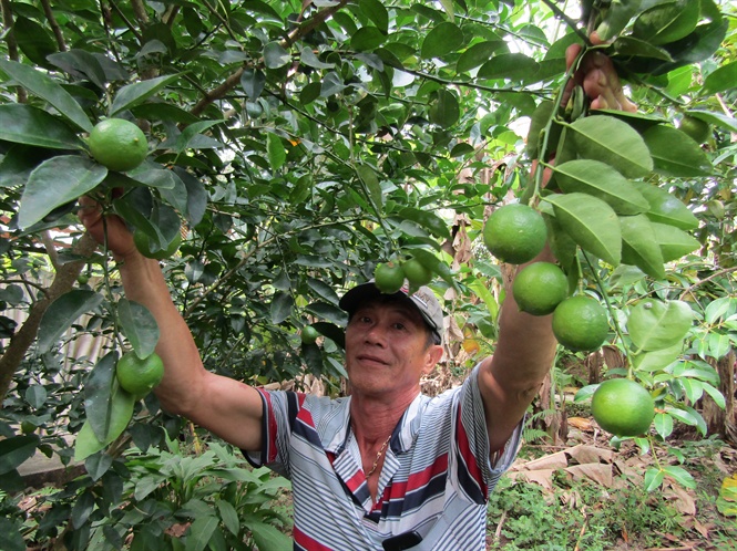 CÂY GIỐNG CHANH GIẤY KHÔNG HẠT [ GIỐNG MỚI - SIÊU SỚM ].