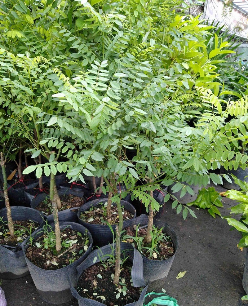 COMBO 2 CÂY GIỐNG CÂY HOA HÒE (HÒE HOA),