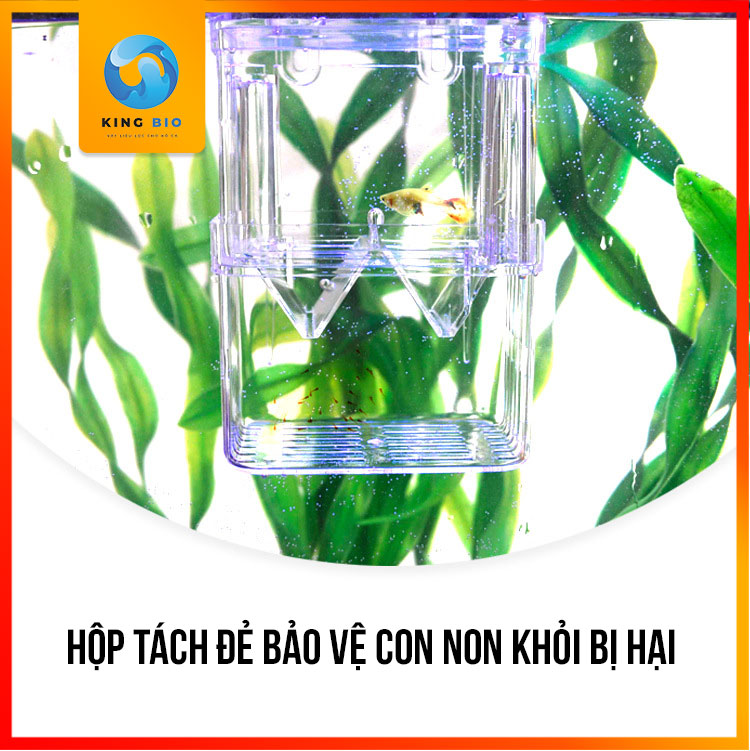 [King Bio] Lồng tách cá đẻ, lồng dưỡng cá, lồng cách ly cá ra riêng