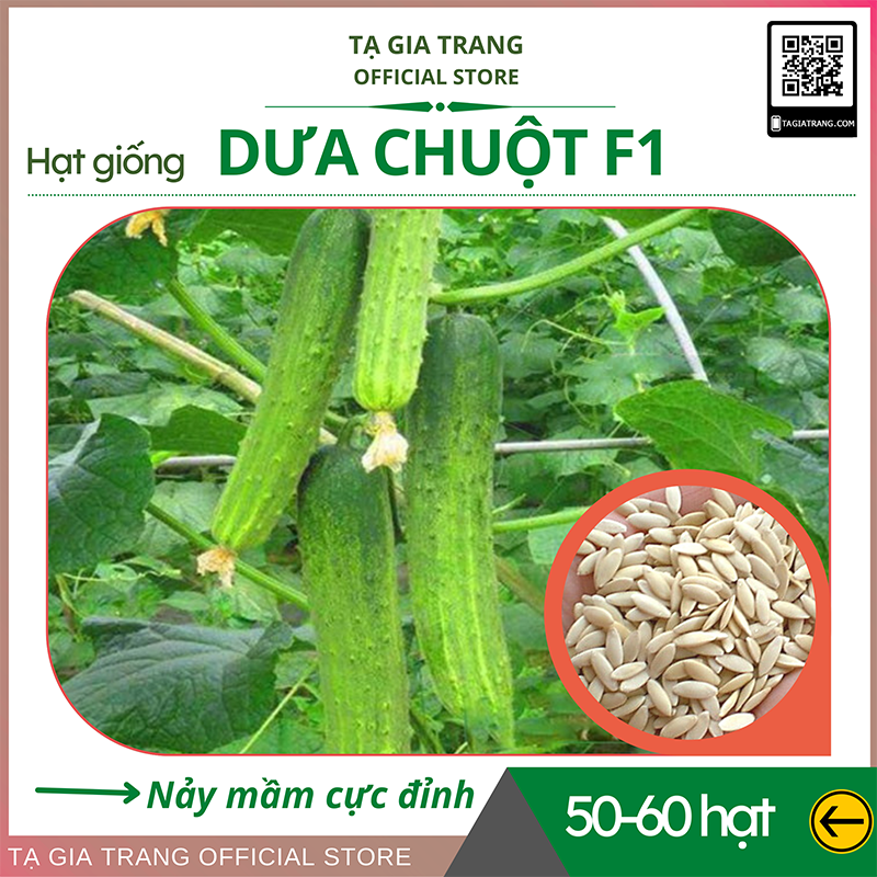 Deal 1k Hạt giống dưa chuột F1 cao sản