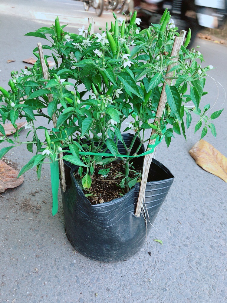 [HCM]Bụi Ớt Hiểm