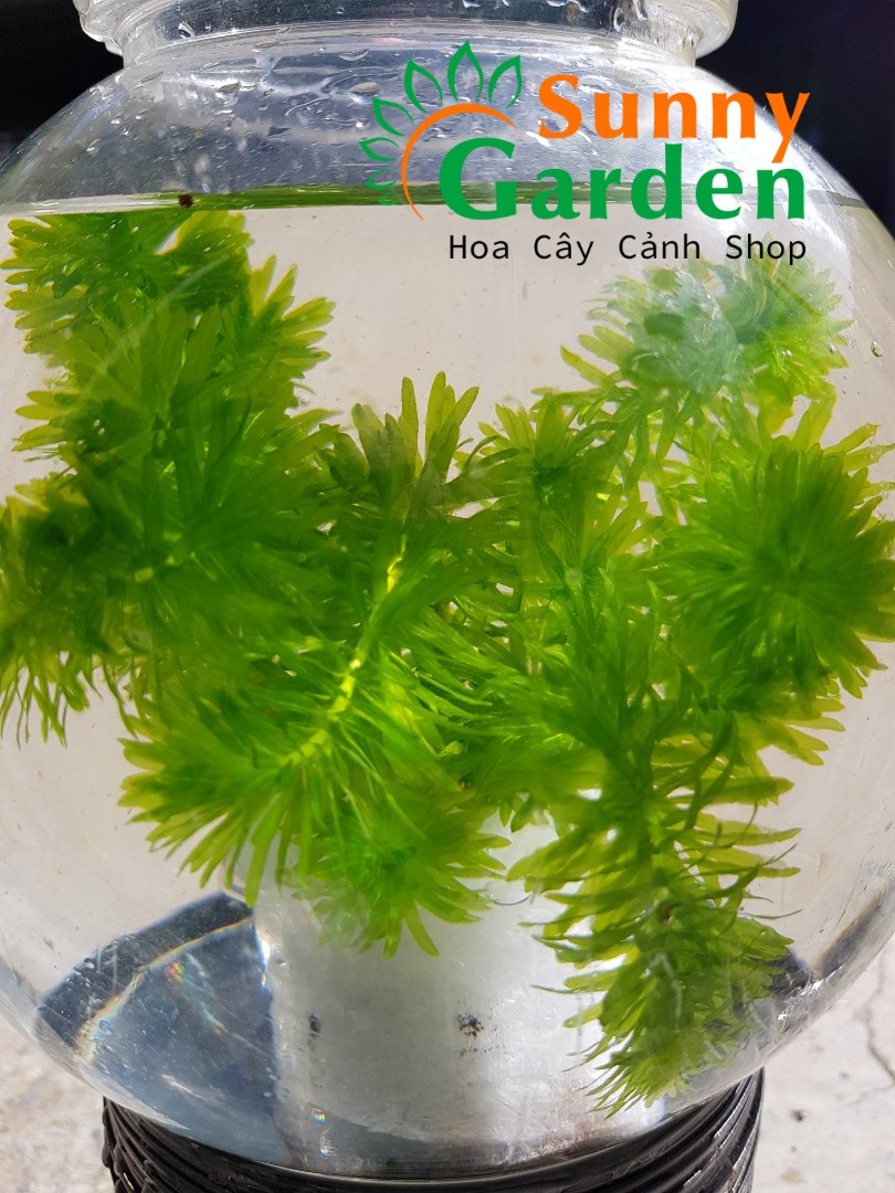 Rong Đuôi Chó - Cây Thủy Sinh có thể sống được dưới ánh mặt trời và cũng có thể sống ở chỗ râm