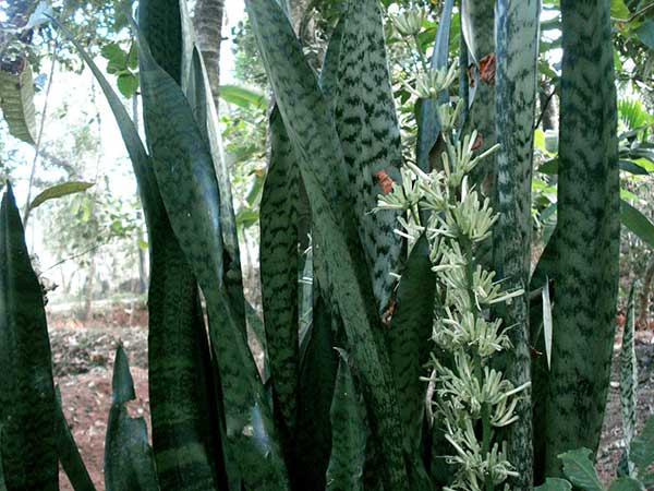 Cây lưỡi hổ xanh cao