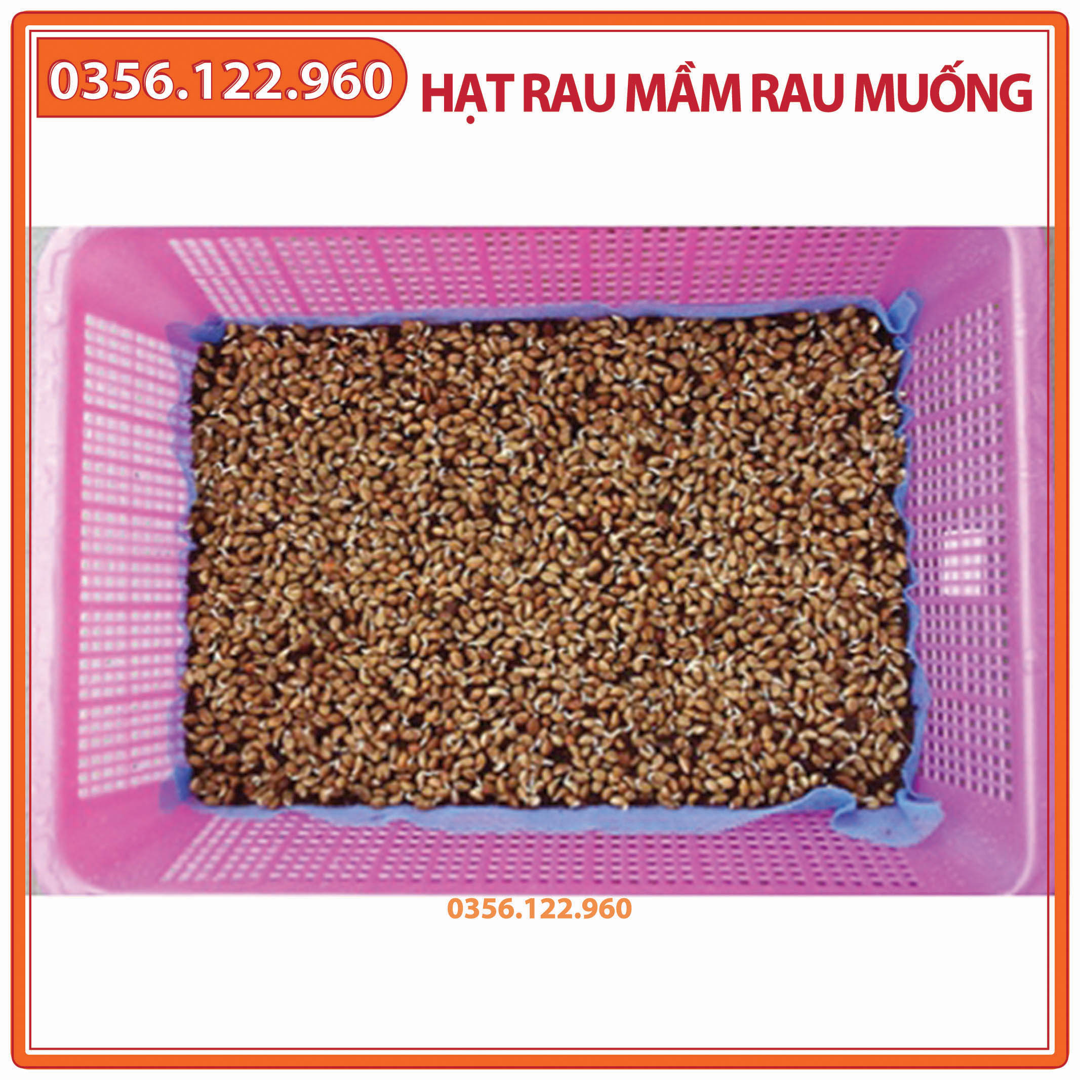 Hạt rau mầm rau muống - gói 100g