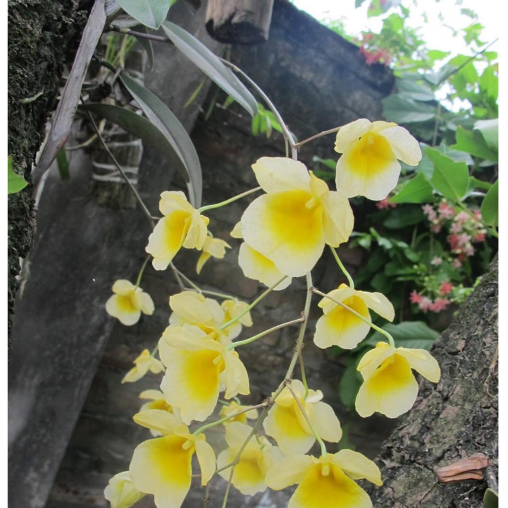 Hoa Lan Vẩy Rồng Khóm Nhỏ