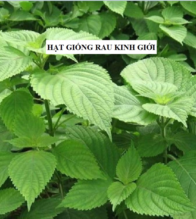 Hạt giống rau kinh giới cao sản - gói 2 gram