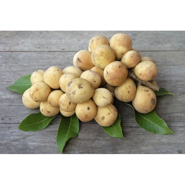 Cây Giống Bòn Bon Thái Lan
