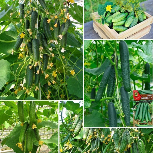 Hạt giống dưa chuột chùm siêu trái