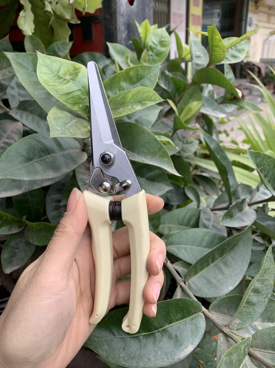 Wynn's - kéo cắt tỉa cây cảnh, bonsai
