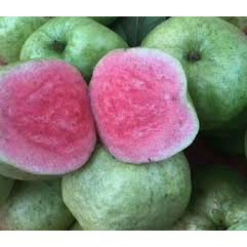 Cây giống ổi ruby không hạt siêu sớm_trung tâm cây giống eakmat tây nguyên