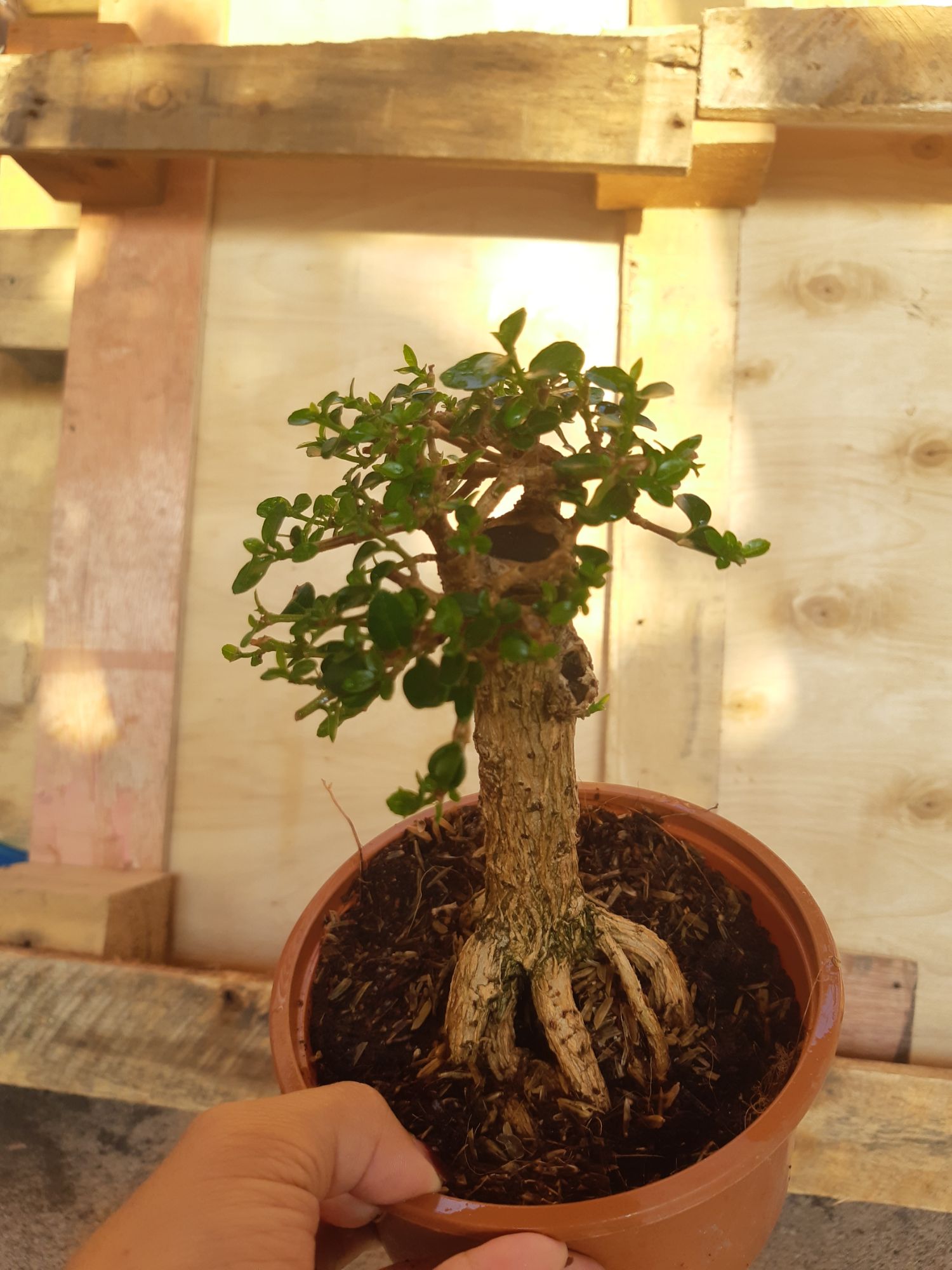 Sam hương mini TẶNG CHẬU