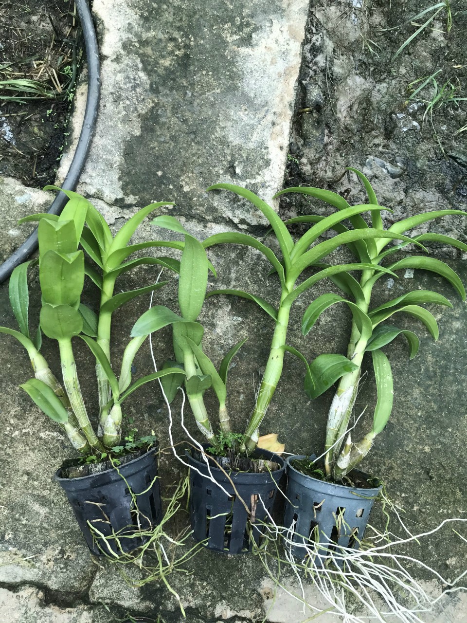 Den lai Hồ Điệp hoa màu tím