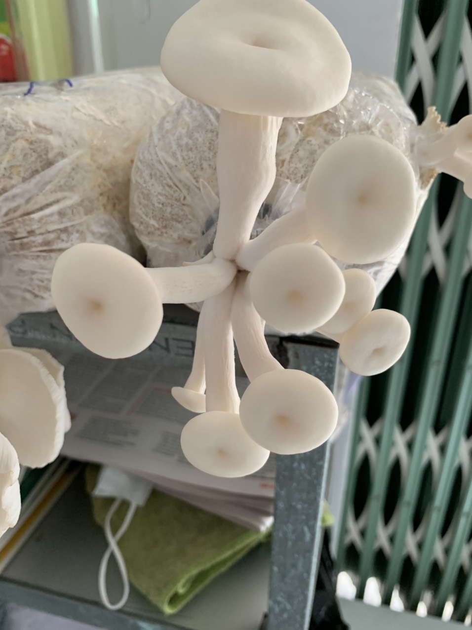 Nấm Sò thái và Bào ngư (Combo 2 Sò, 1 Bào ngư)