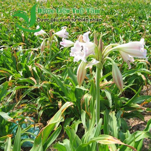 [HCM]1kg Lá cây trinh nữ hoàng cung khô - CAO CẤP