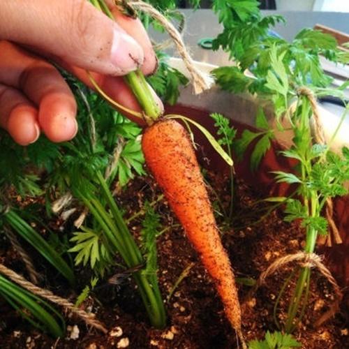 Set 2 Túi Hạt Giống Cà Rốt Mini F1. Mỗi Túi 100 Hạt Giàu Dinh Dưỡng - Chất Lượng Cao - Kèm Quà Tặng