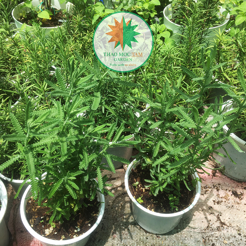 Cây Oải hương S15 - Lavender Dentata