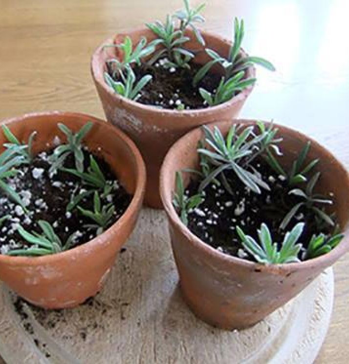Hạt giống hoa Oải Hương ( hoa Lavender ) gói 100 hạt