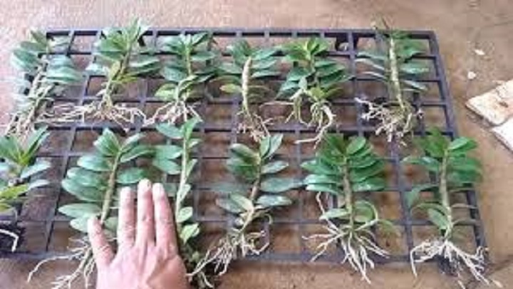 Hoa phong lan - nù tam bố cây cao7-10 cm