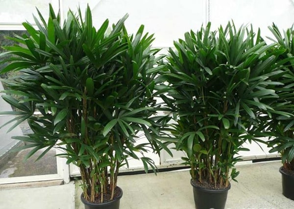 cây trúc nhật chậu