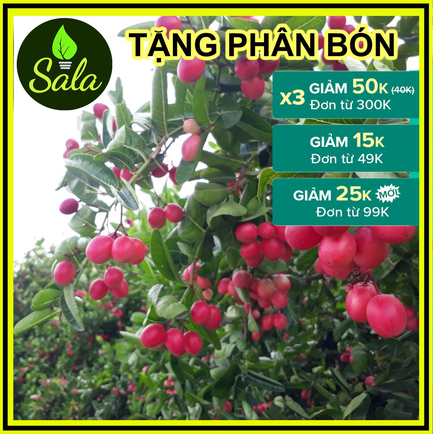 [Cây lớn 2 năm tuổi] Cây Siro Giống, Cây Giống Si Rô