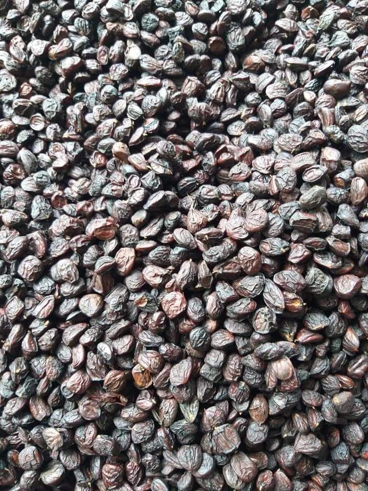 100 HẠT DỔI NẾP