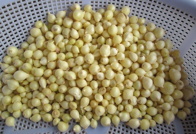 Củ Nén (Hành Tăm) tươi [200g]