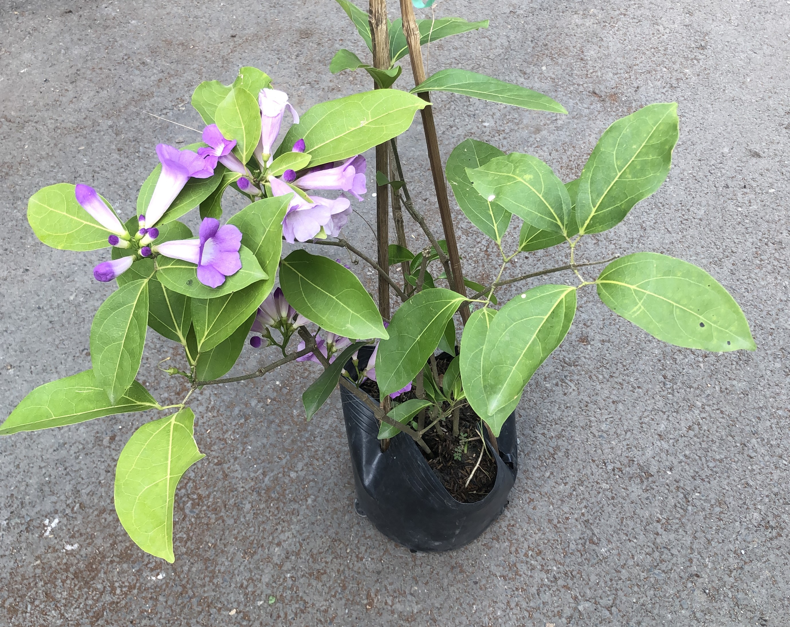 Chậu cây lan tỏi